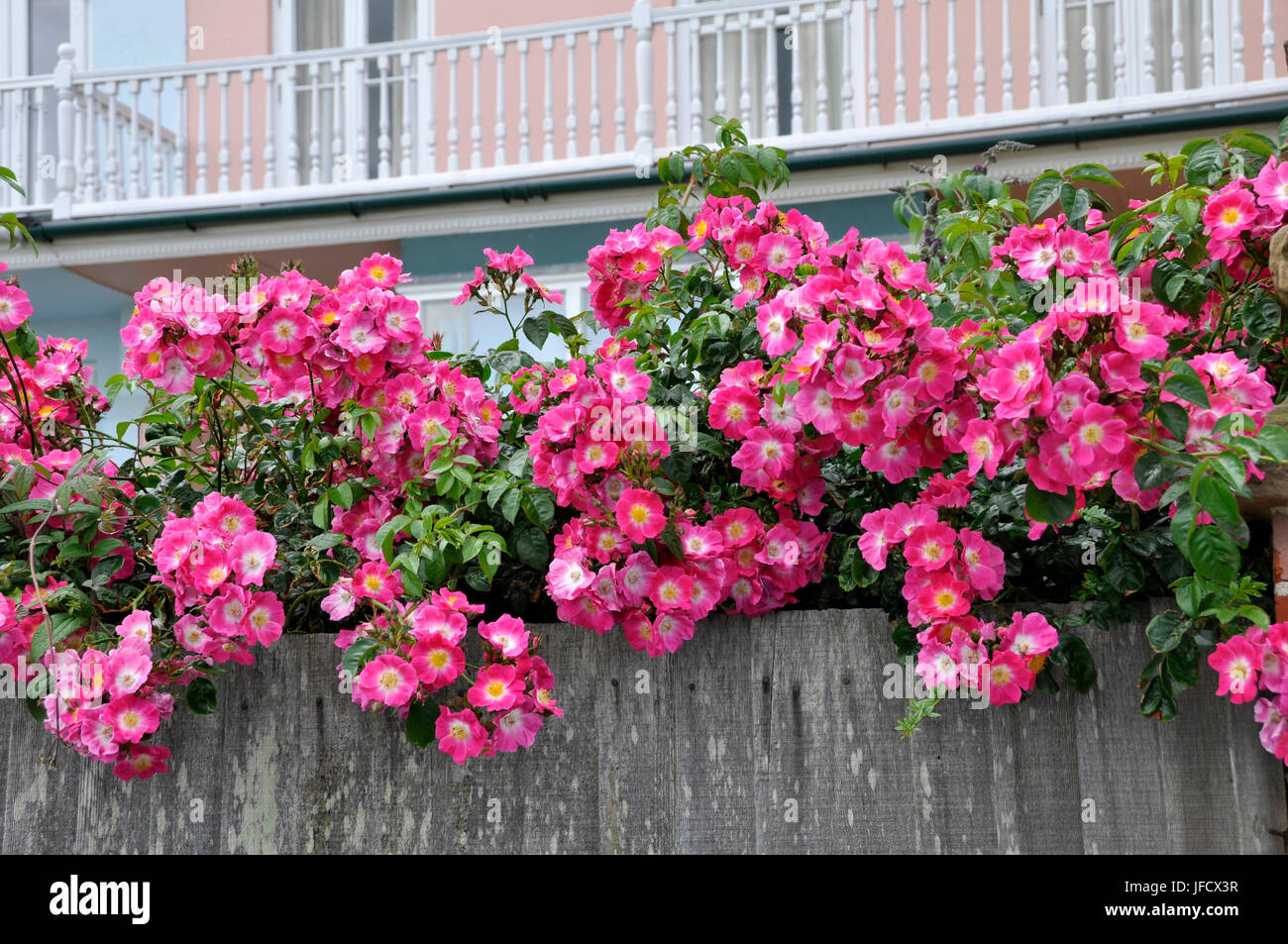 dog roses growing over fence Stock Photo Alamy
