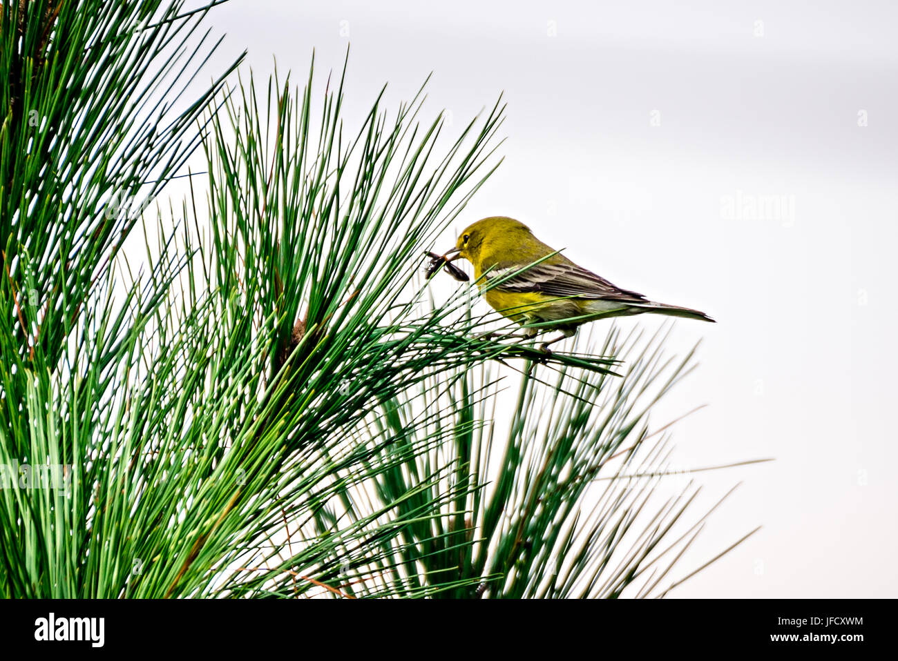 tiny bird perched on top of evergreen tree Stock Photo