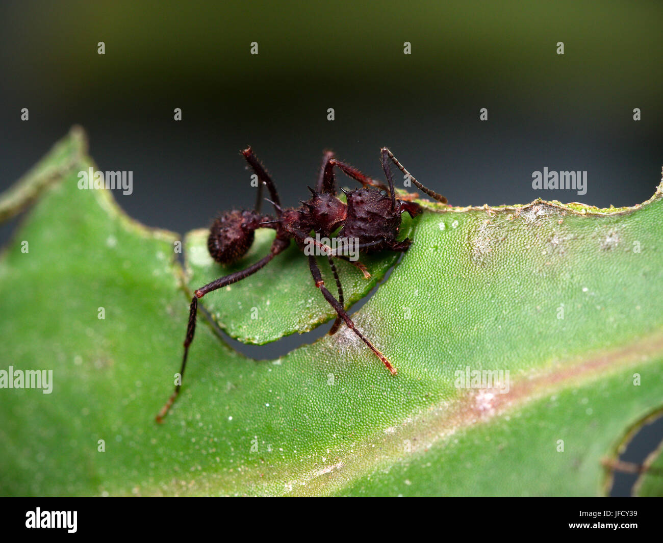 Red ant cutting a leaf (macro Stock Photo - Alamy