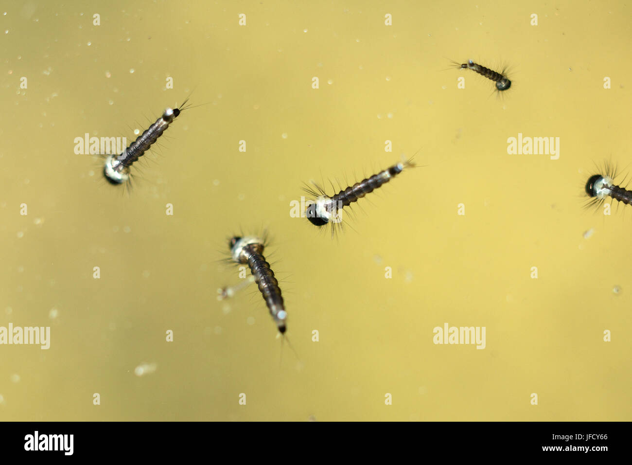 Mosquito larvae close up Stock Photo