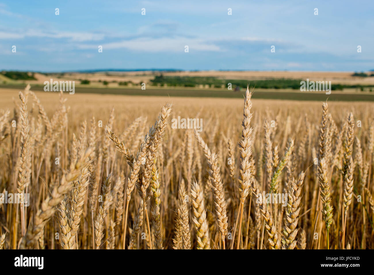 Detail of Wheat Field Before the Harvest Stock Photo - Alamy