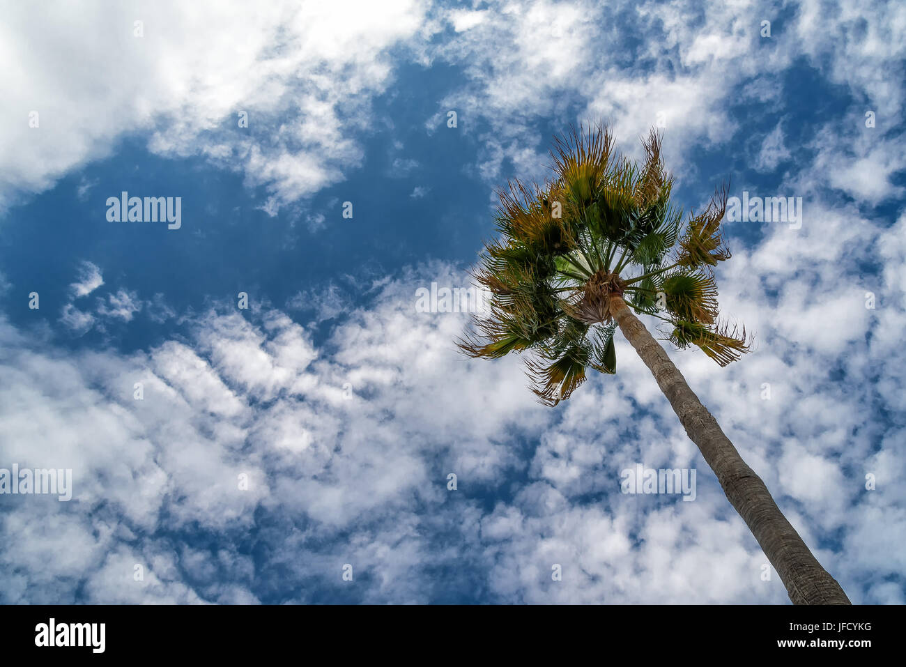California fan palm Stock Photo