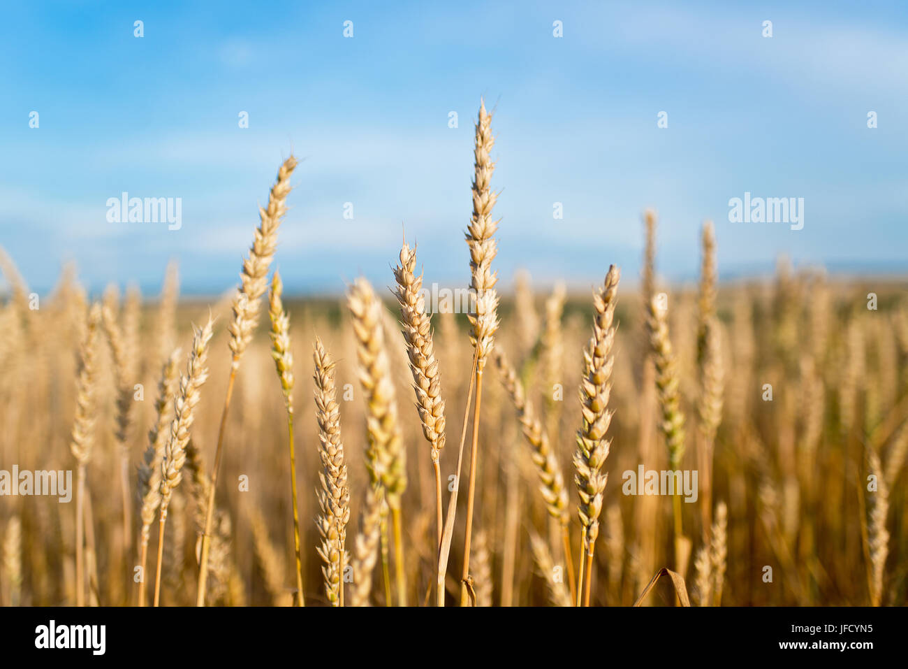 Detail of Wheat Field Before the Harvest Stock Photo - Alamy