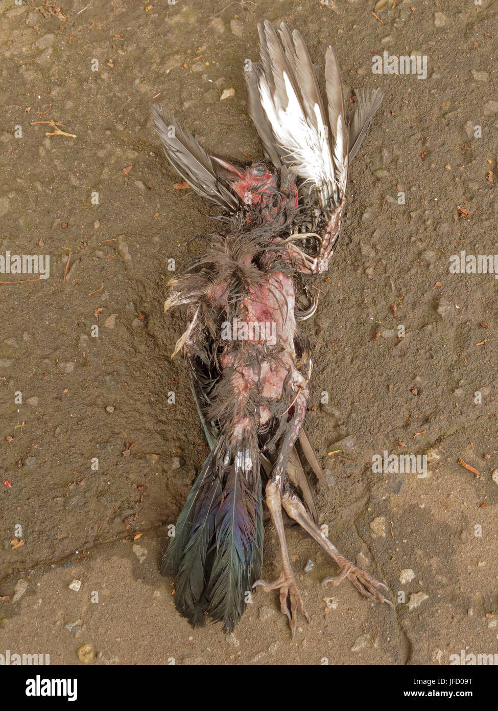 dead bird roadkill putrid decaying carcass beak claws legs fly on eye Stock Photo