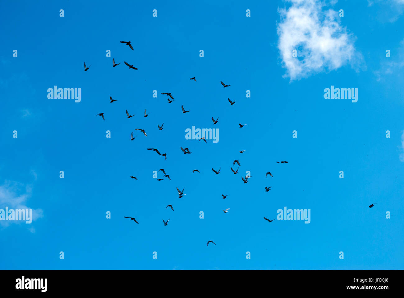 Flock of racing pigeons against a blue sky with clouds Stock Photo - Alamy