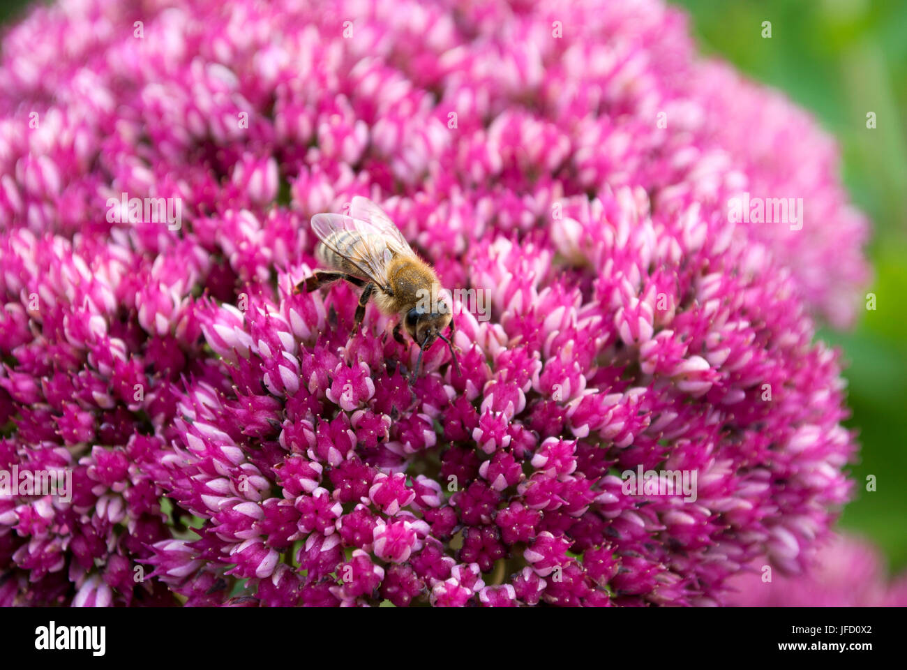 wasp on pink flower Stock Photo - Alamy