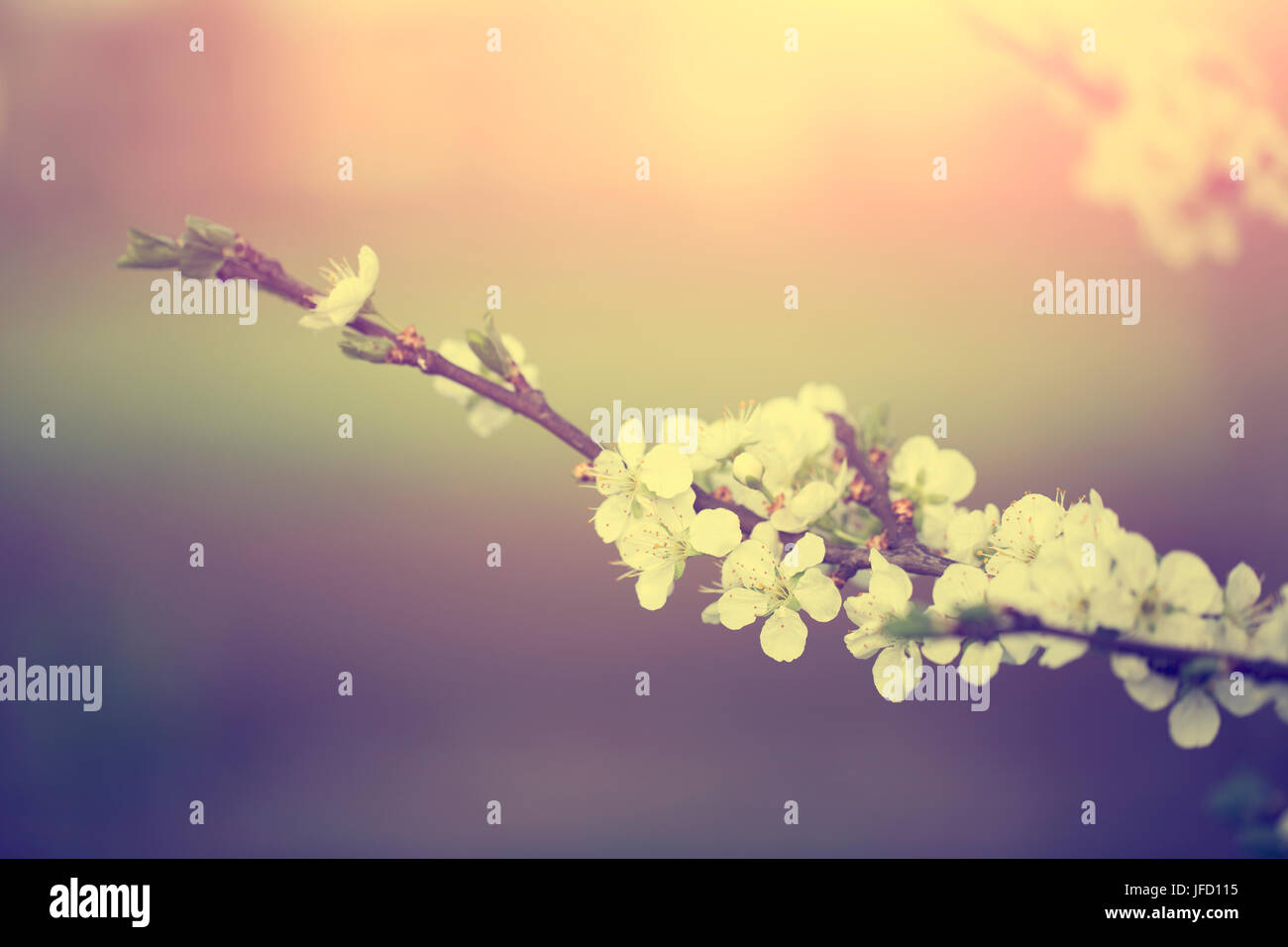 Tree flower blossoms at spring in april Stock Photo - Alamy