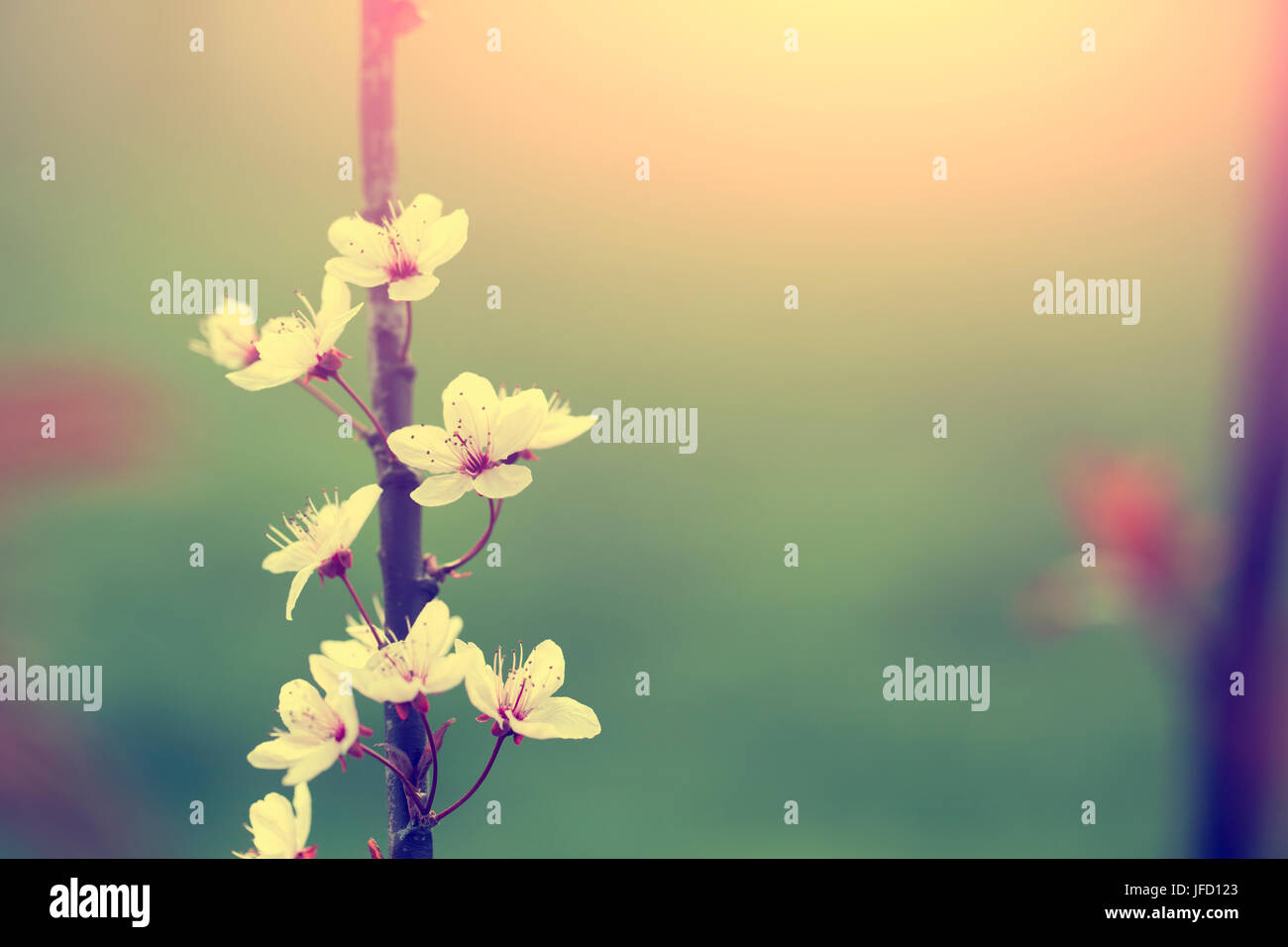 Tree flower blossoms at spring in april Stock Photo - Alamy