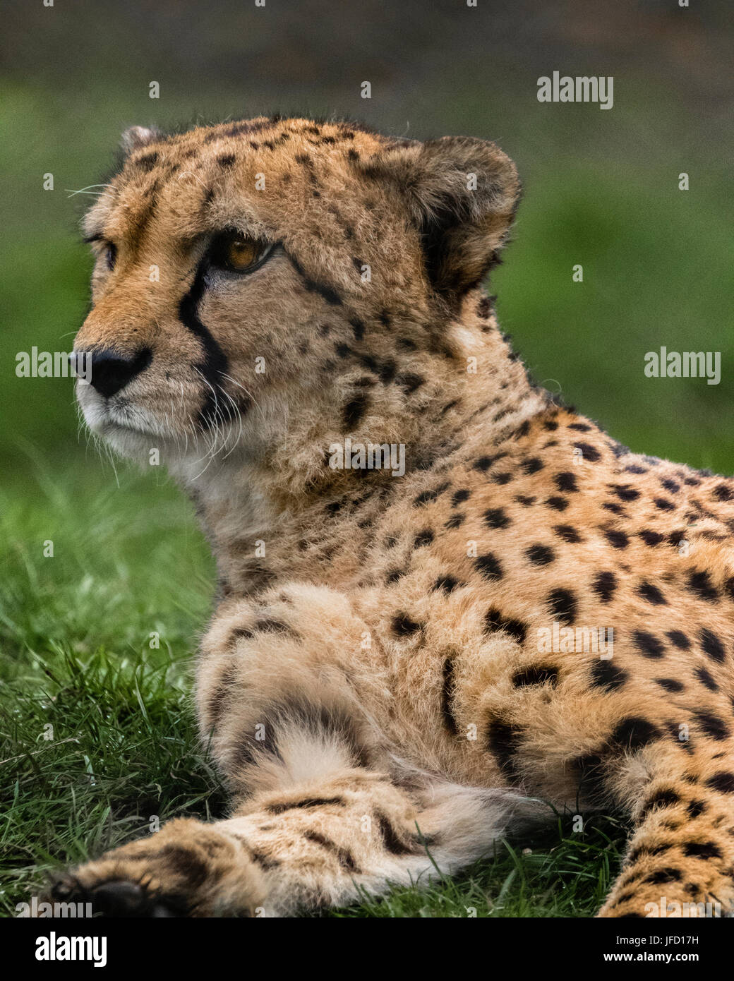 Cheetah Big cat Stock Photo