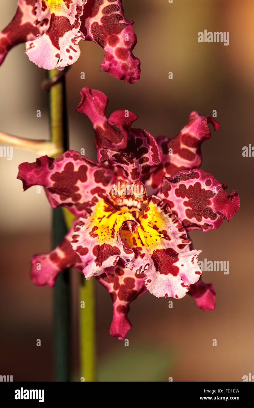 Pink spotted Cattleya orchid flower morph Stock Photo