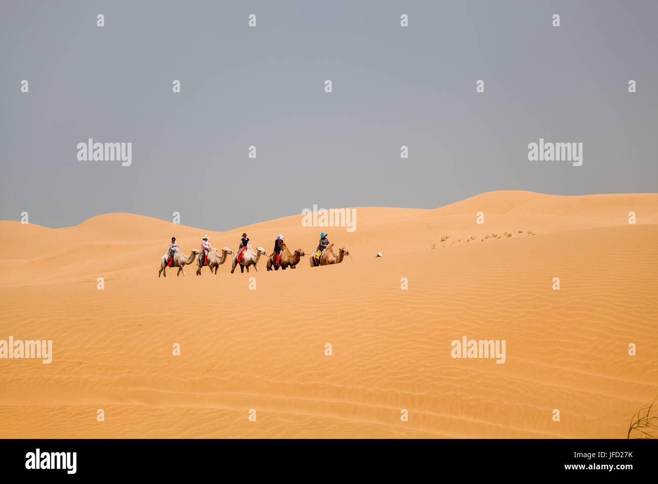 camels caravan riding in desert Stock Photo