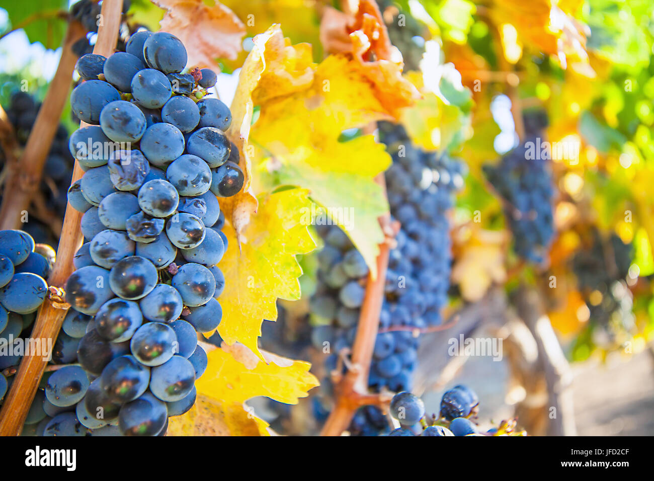 Wine growing in South Africa Stock Photo