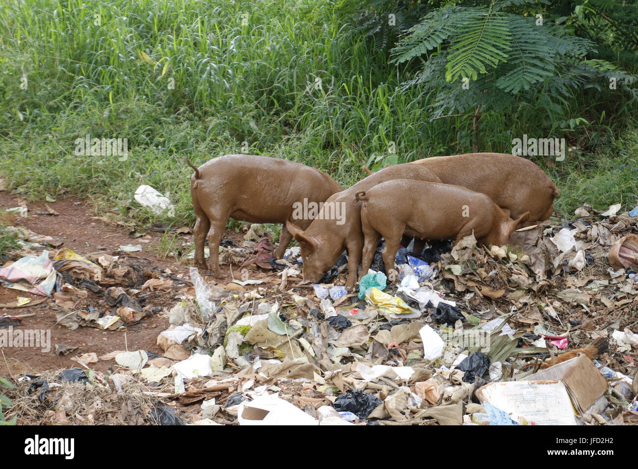 Pigs on a waste dump Stock Photo Alamy