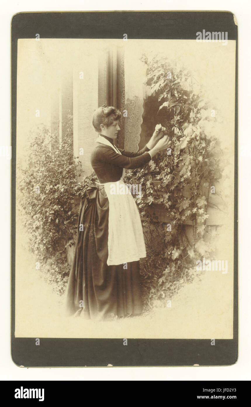 Charming original cabinet card photograph of a pretty lady of the house wearing an apron and a bustle dress  in her garden, picking a rose, circa early 1880's, U.K. Stock Photo