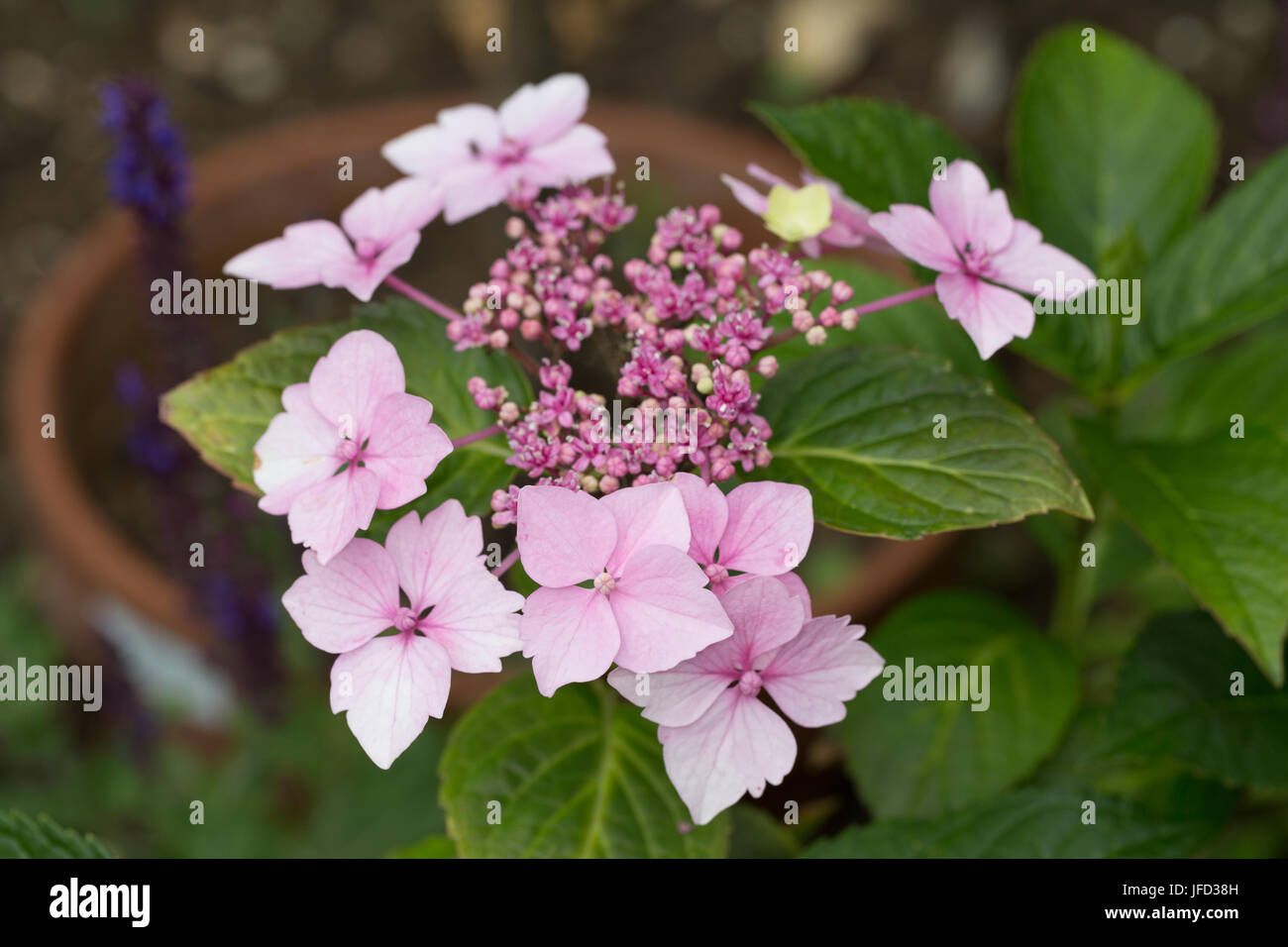 Lace cap hydrangea flower head emerging on a container-grown plant Stock Photo