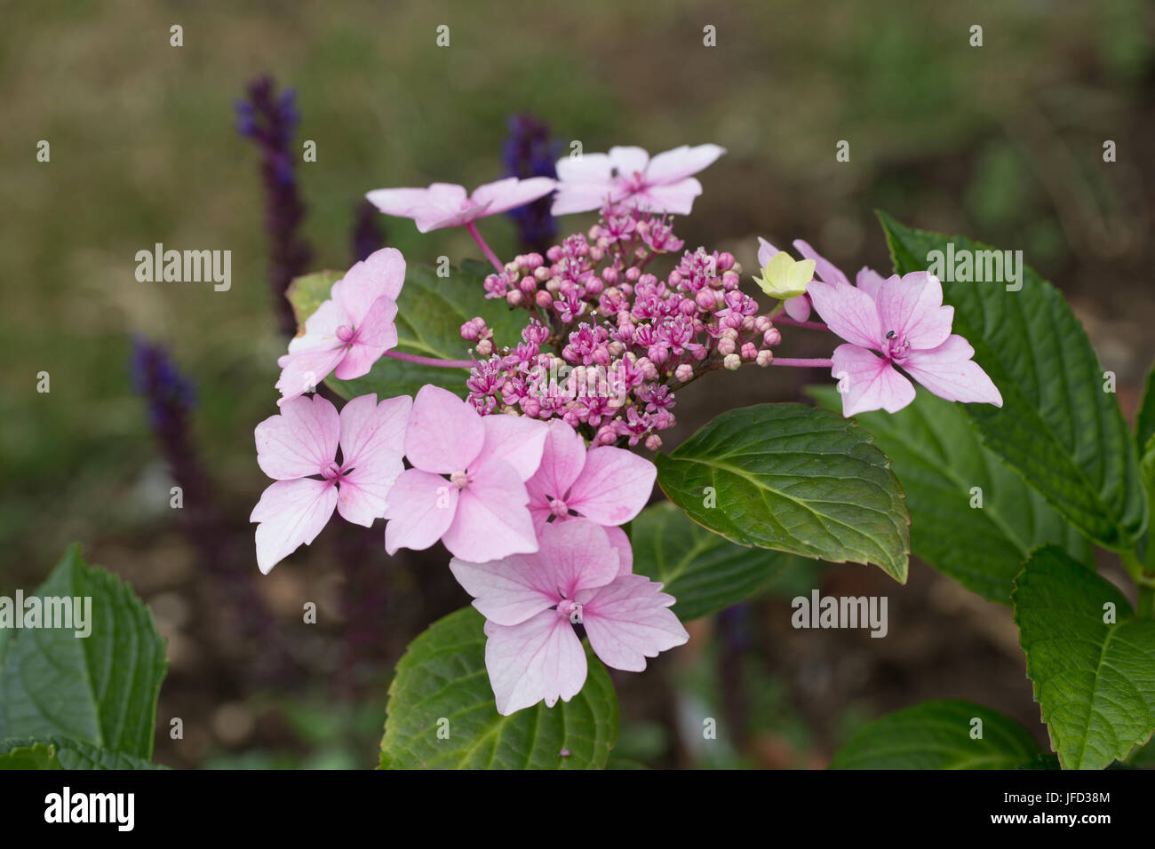 Lace cap hydrangea flower head emerging on a containergrown plant