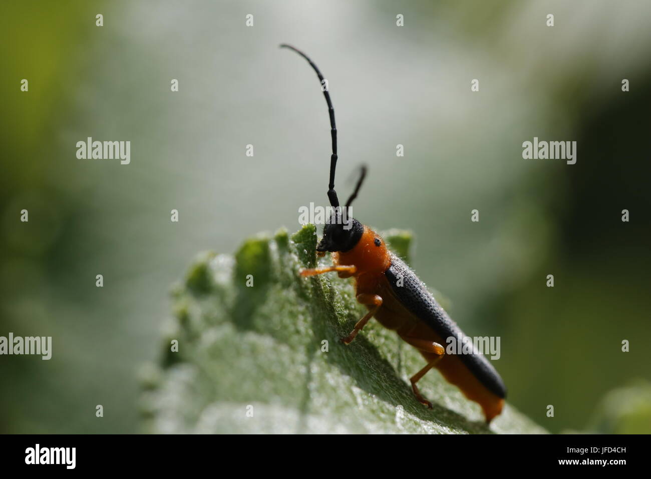 Red Brown Longhorn Beetle Stock Photo