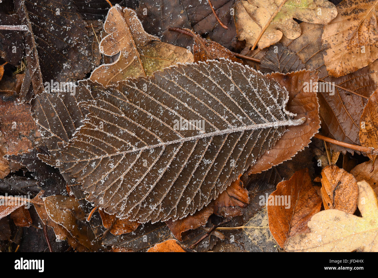 rime; hoar; leaf; covered with frost; Stock Photo