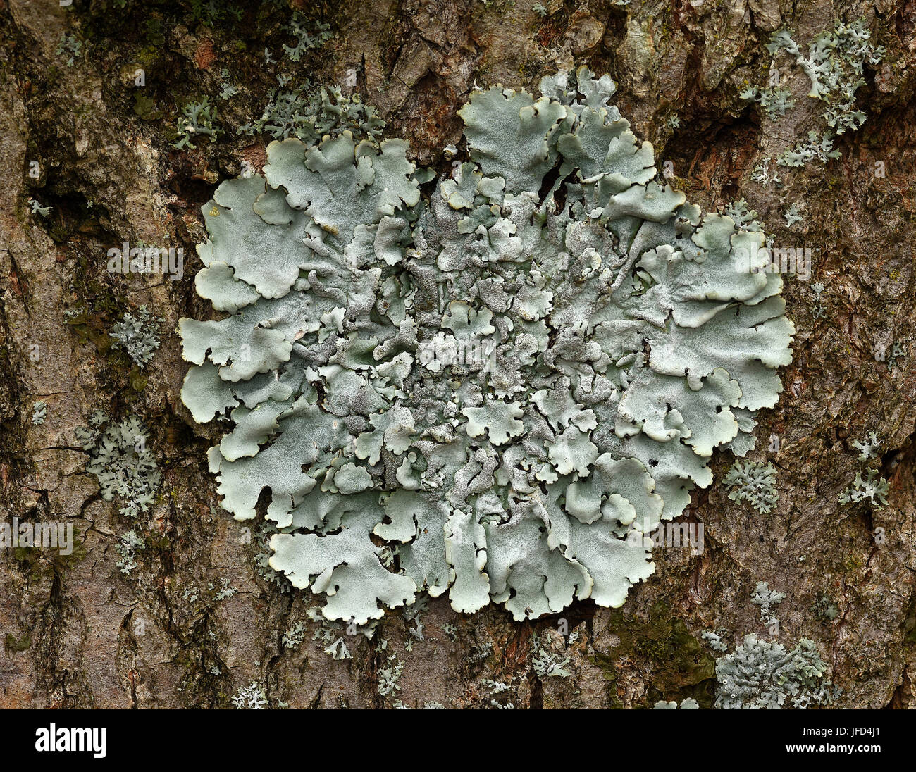 lichen; tree moss; Hypogymnia physodes; Stock Photo