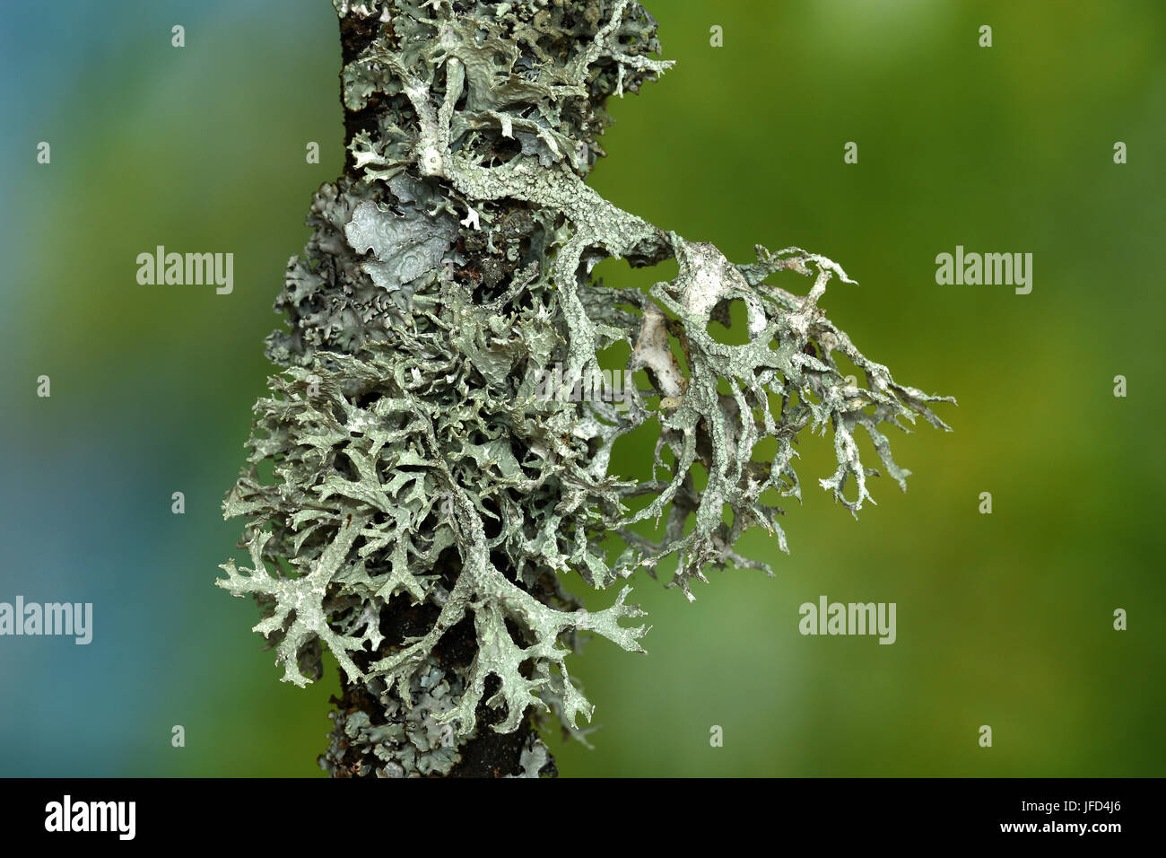 lichen; oakmoss; Evernia prunastri; Stock Photo