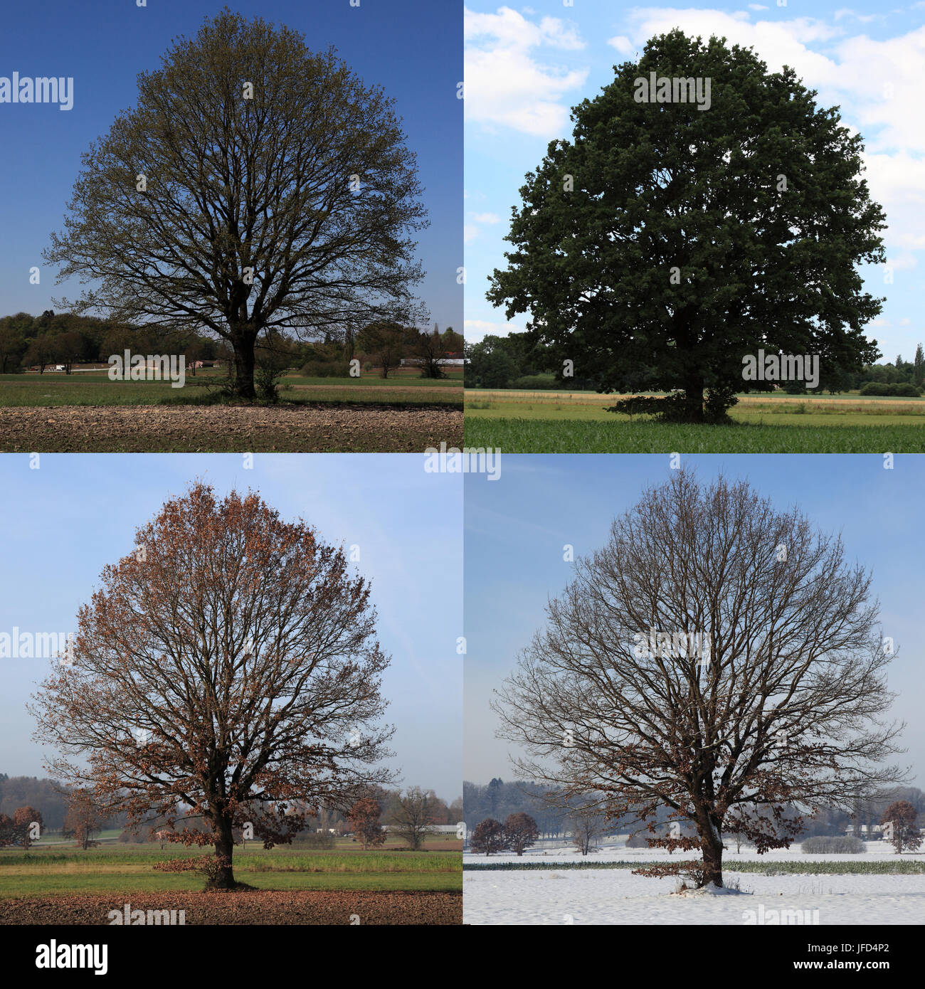 4 seasons composing of an oak tree in landscape, Bavaria, Germany, Europe. Photo by Willy Matheisl Stock Photo