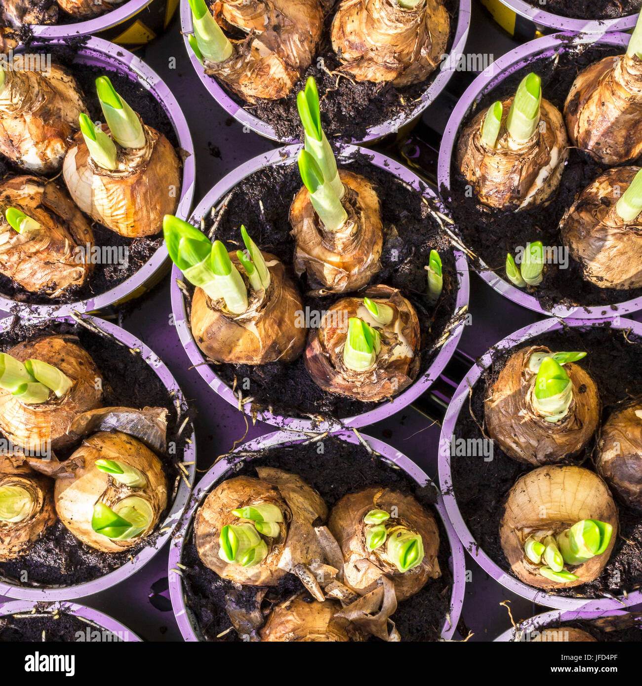 Narcissus root balls in humus Stock Photo