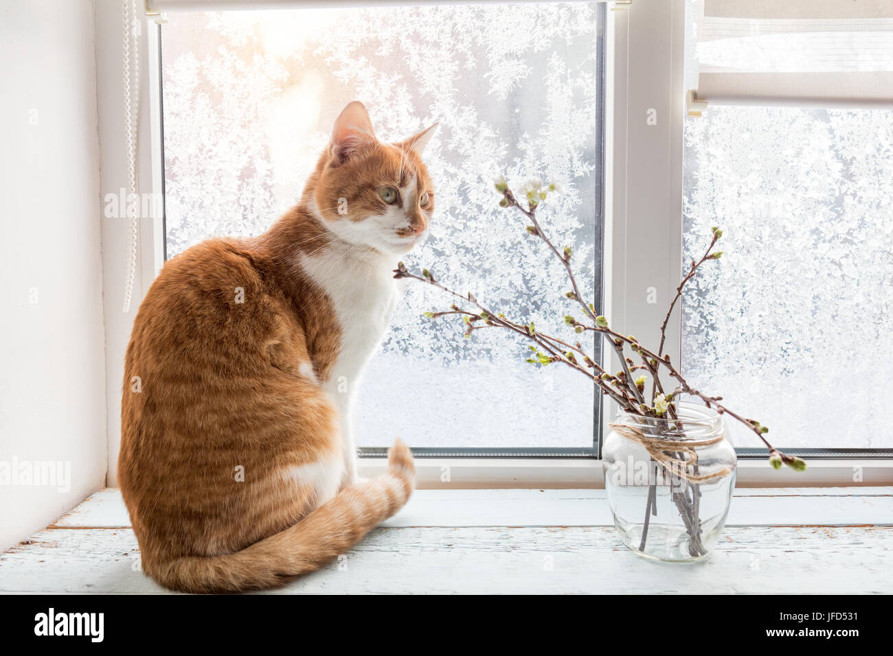 Red-white cat on windowsill Stock Photo