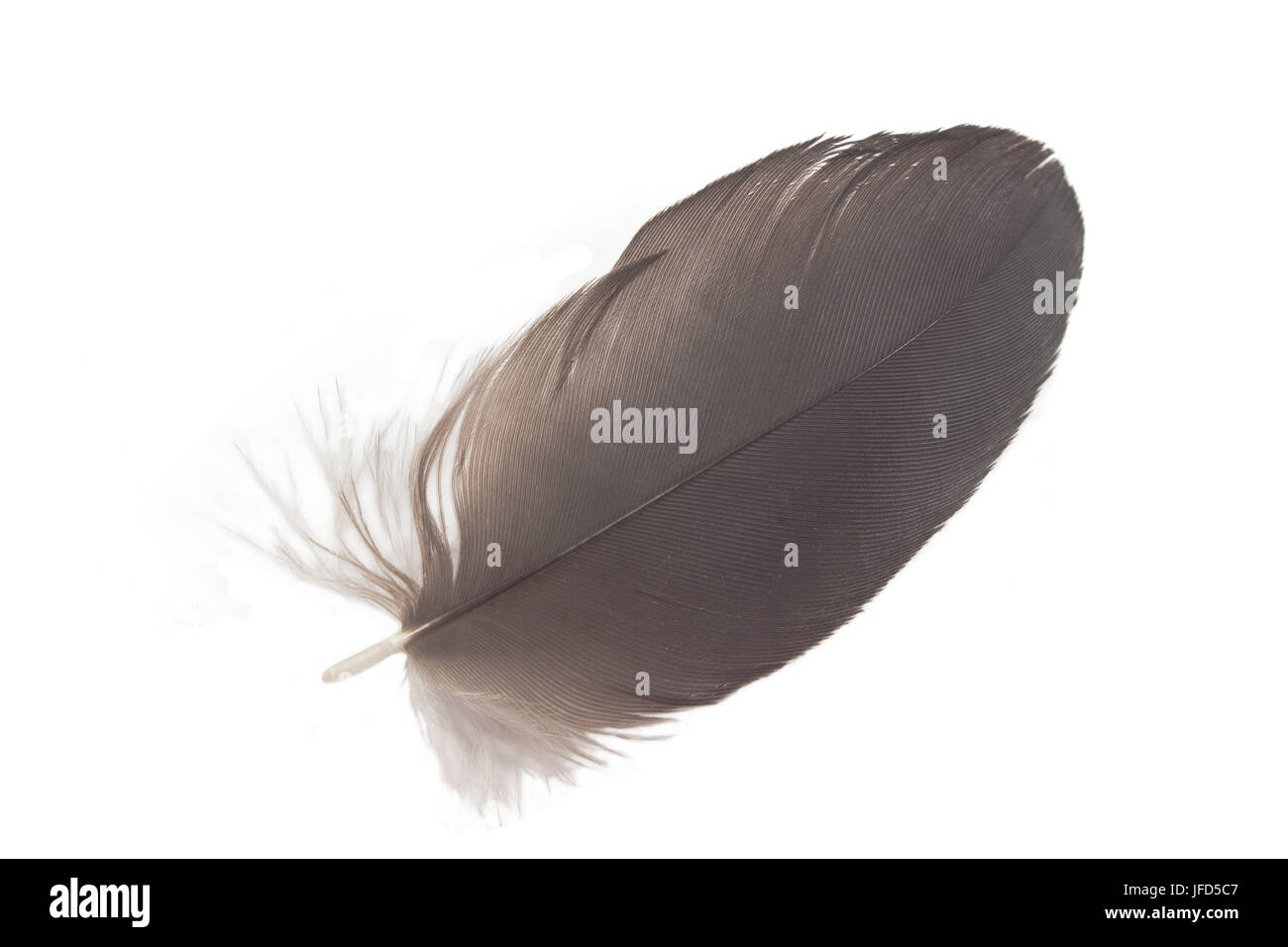 Black feather isolated on white Stock Photo