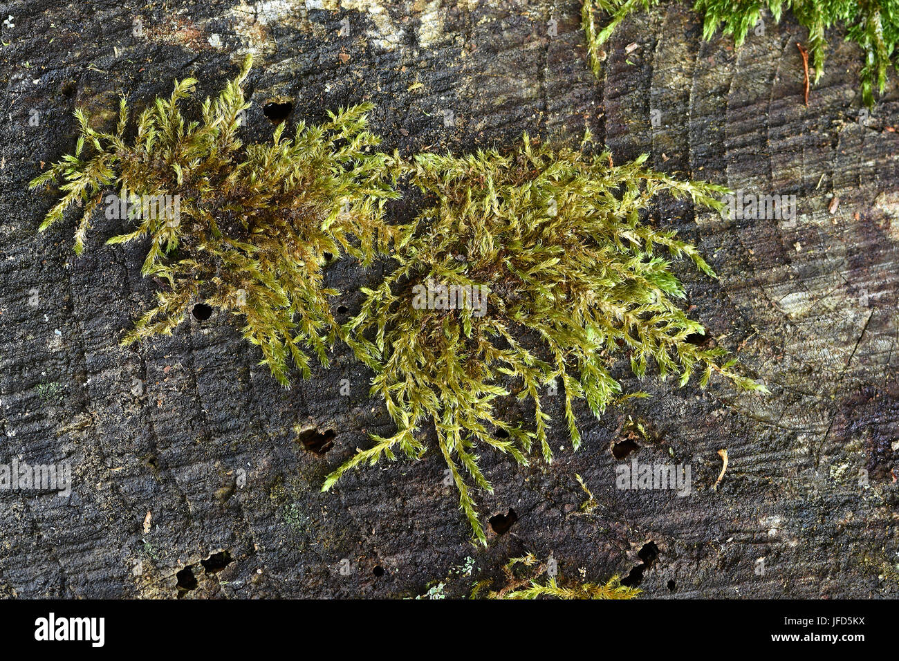 moss; hypnum moss; mossy; covered with moss; Stock Photo