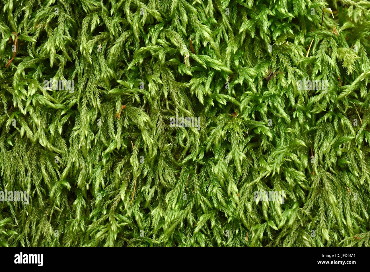 moss; hypnum moss; Stock Photo