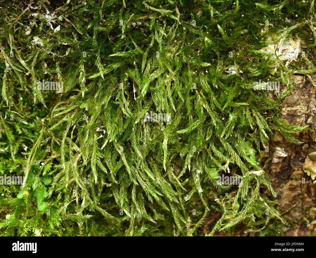 moss; hypnum moss; mossy; Stock Photo