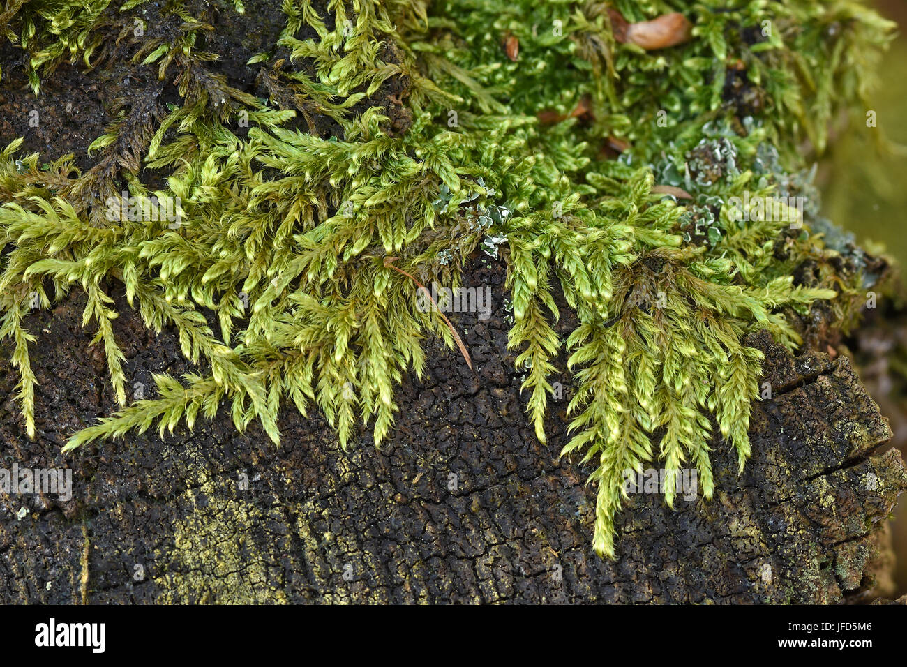 moss; hypnum moss; mossy; covered with moss; Stock Photo