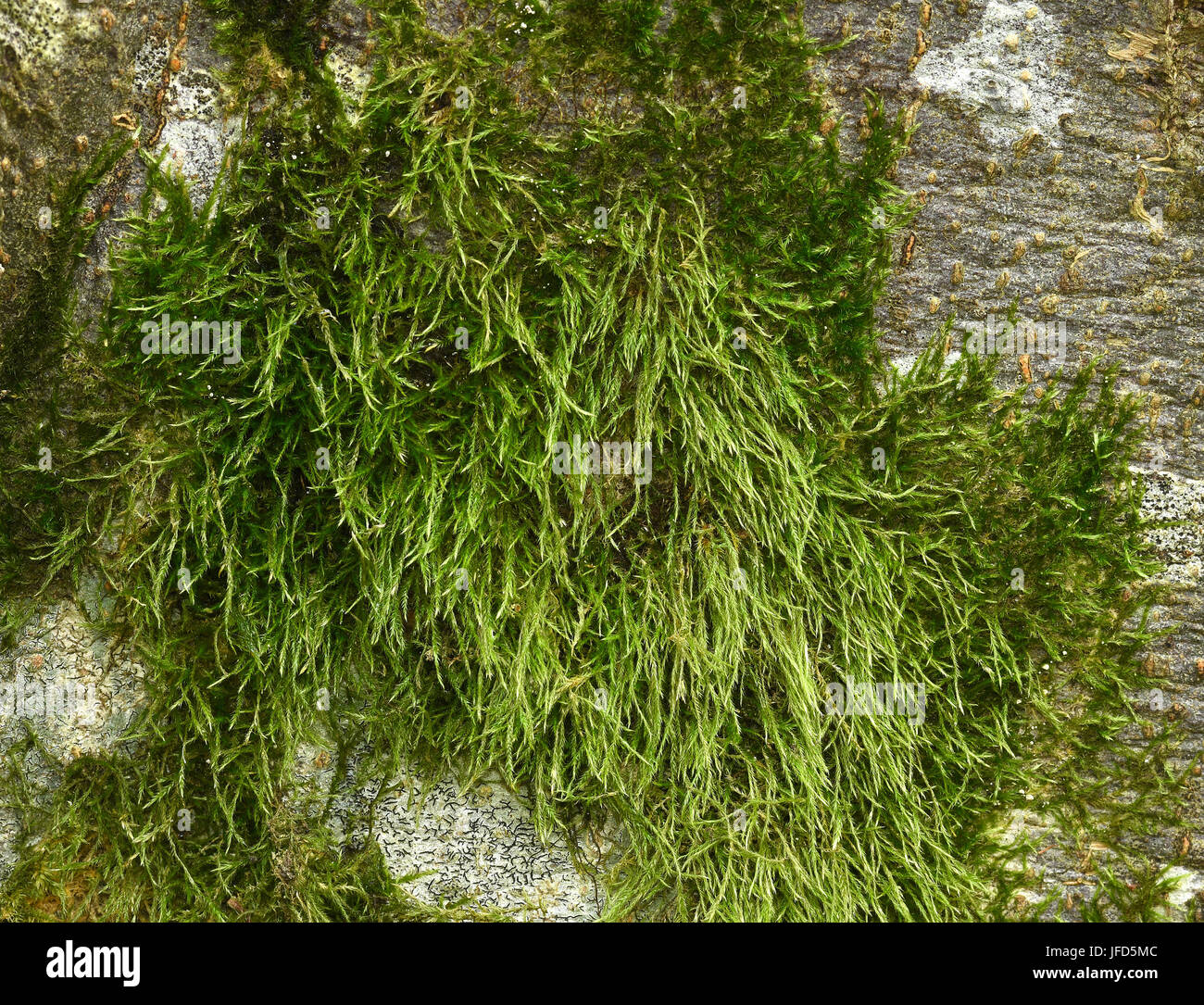 https://www.alamy.com/stock-photo-moss-mossy-tree-moss-hypnum-moss-147192652.html