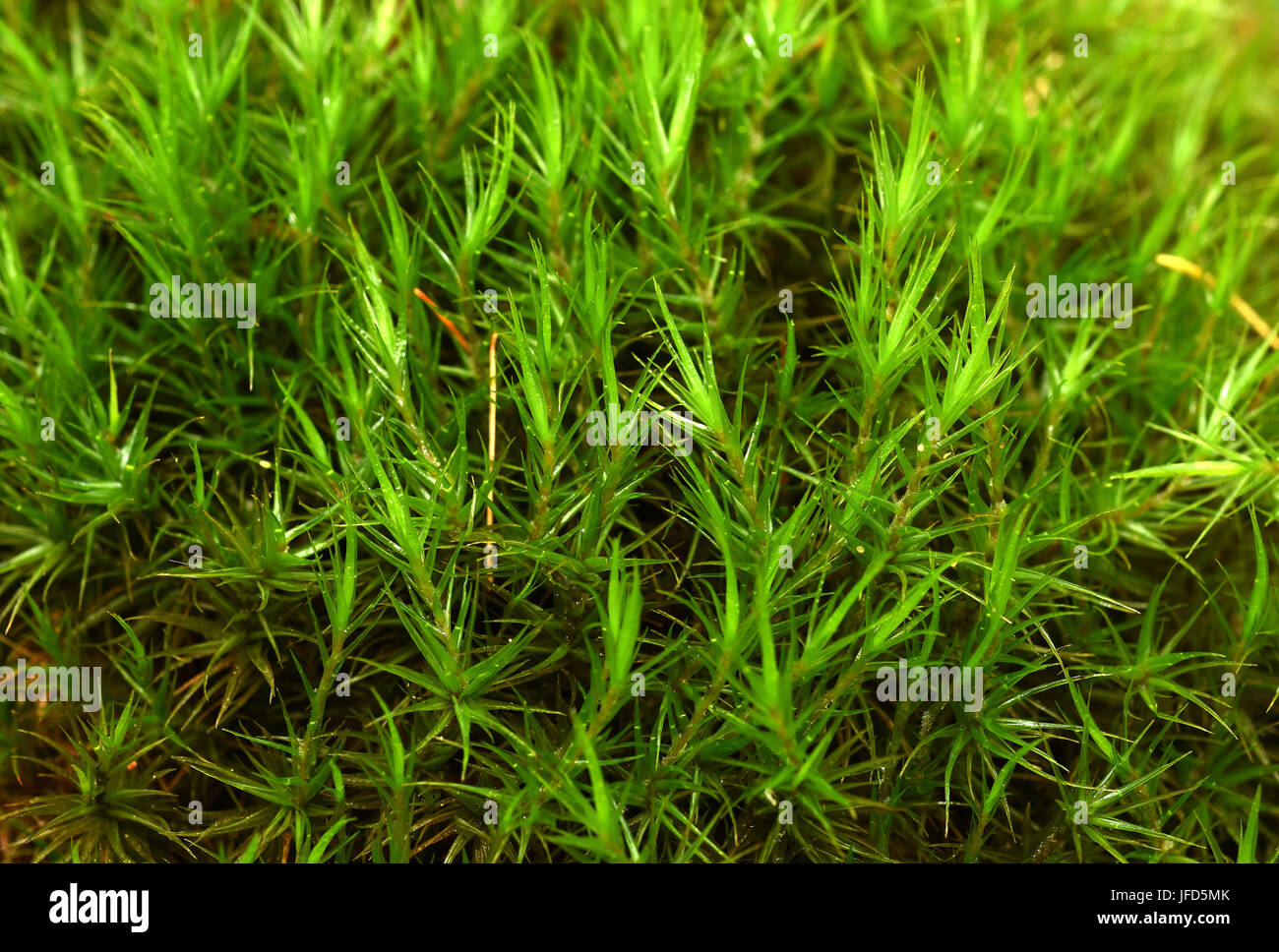 moss; broom moss; broom fork-moss; Stock Photo