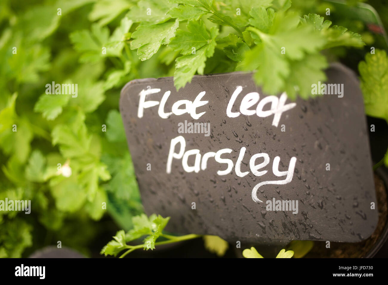 flat leaf parsley Stock Photo Alamy