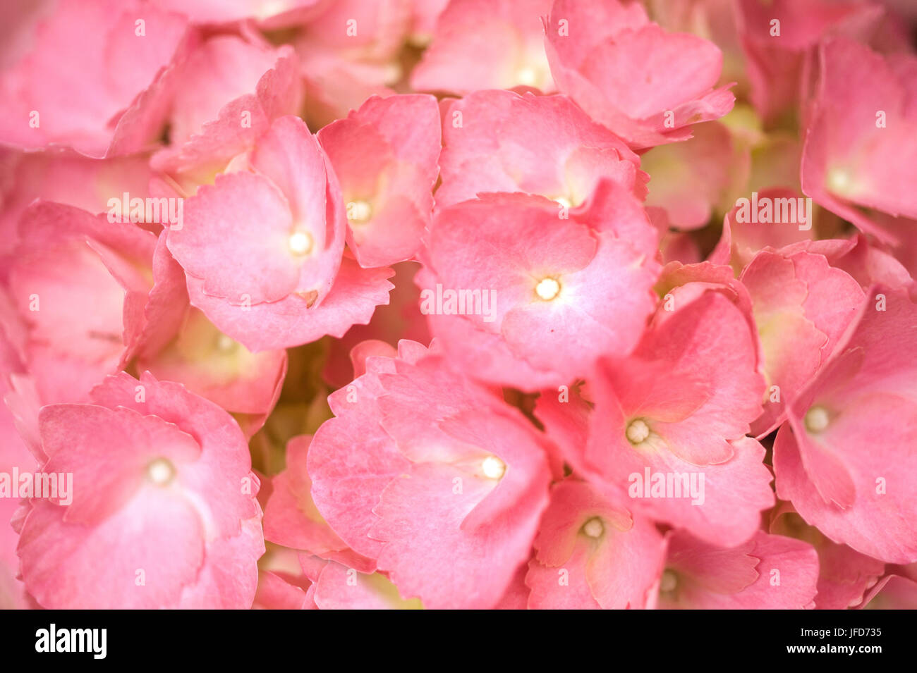 Pink Hydrangea / Hortensia Stock Photo - Alamy