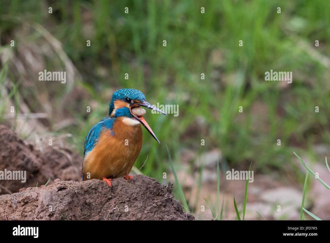 Kingfisher (Alcedo atthis) spits out pellet, Hesse, Germany Stock Photo