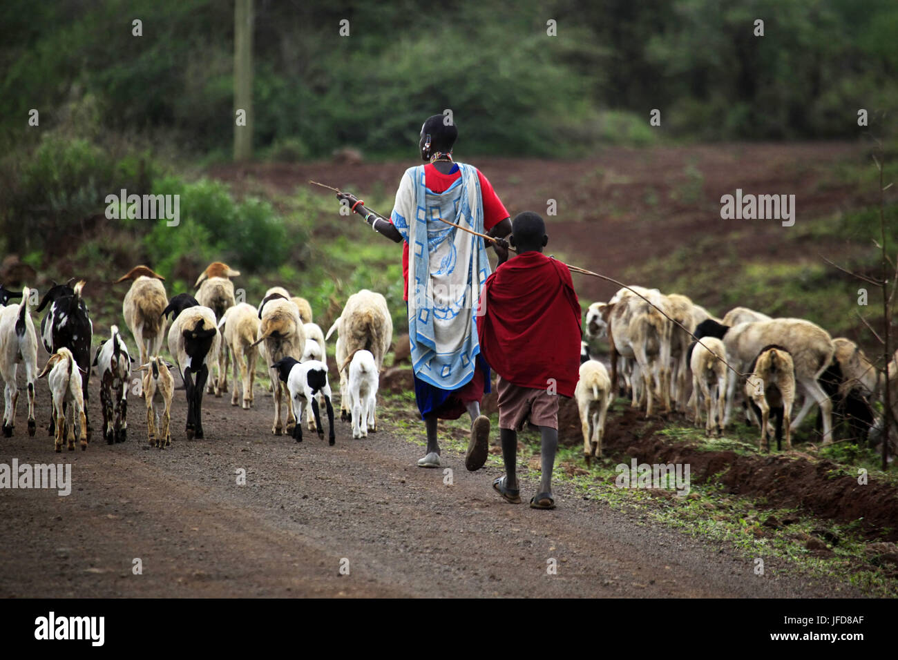 Kenyan family Masai herding goats Stock Photo