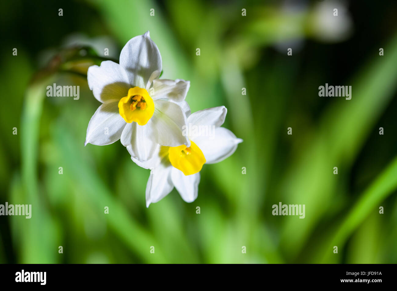 blooming narcissus closeup Stock Photo