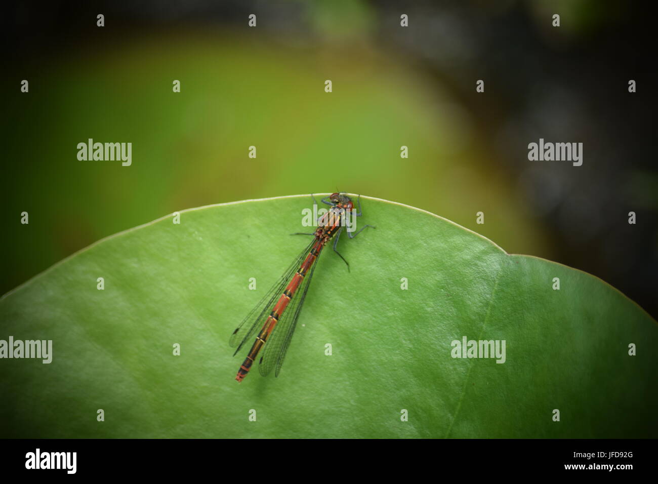 Large red damselfly on lily leaf Stock Photo - Alamy