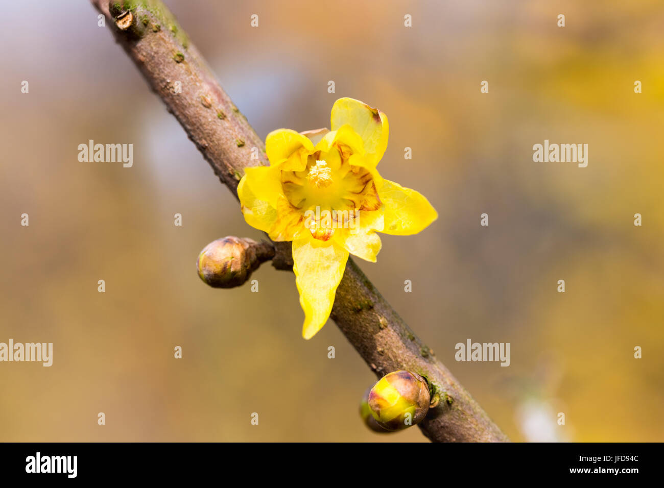 wintersweet flower closeup Stock Photo