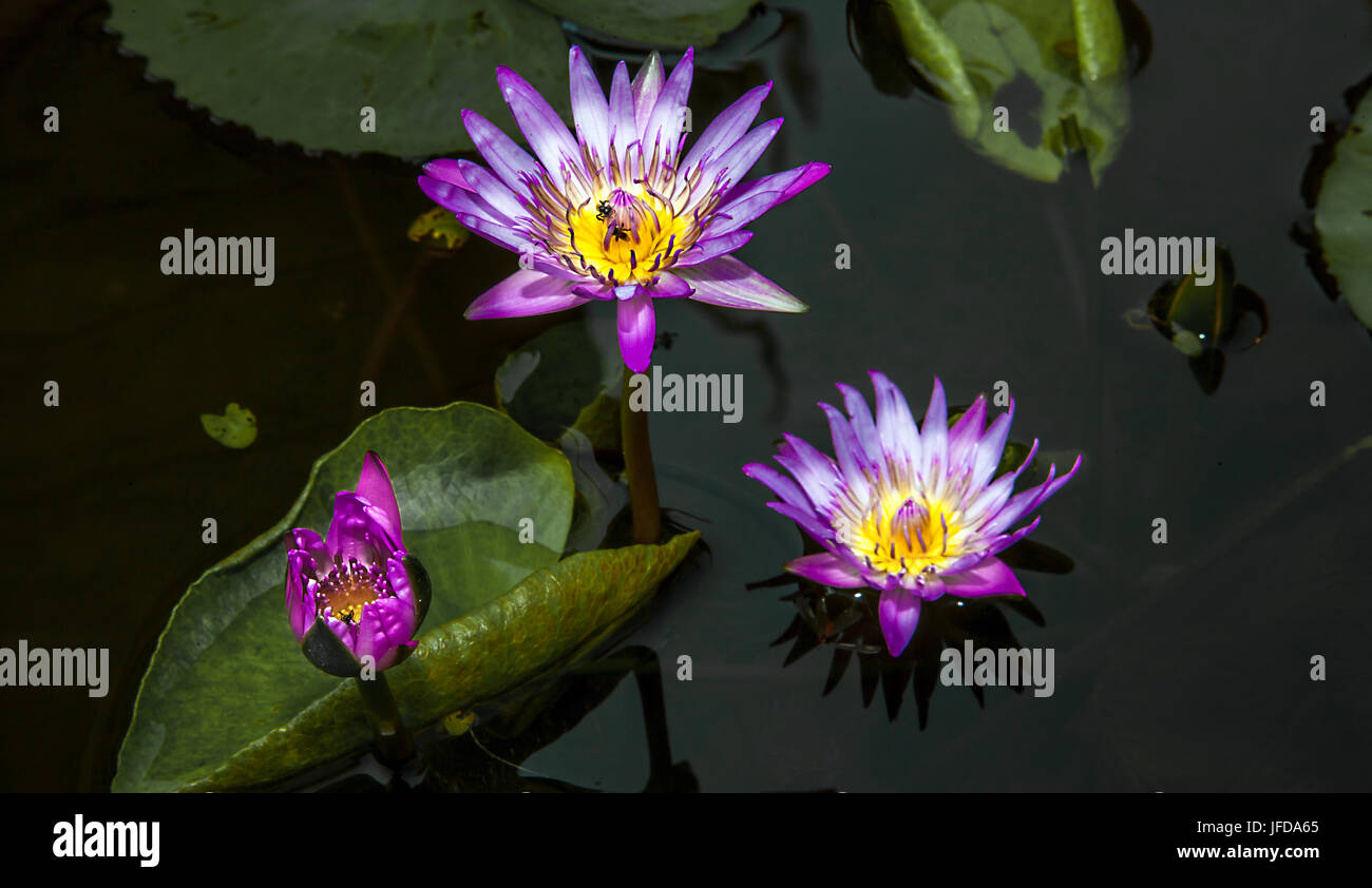 Lotus blossoms in a pond in Thailand Stock Photo