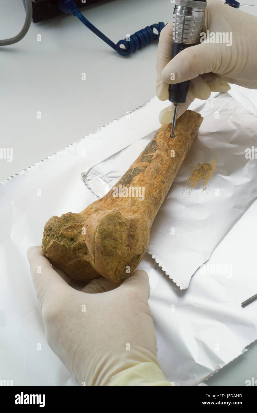 Removing organic material from the interior surface of an ancient human long bone to use as material for radiocarbon dating Stock Photo