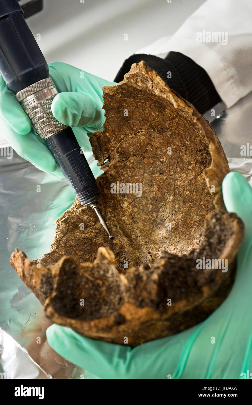 Removing organic material from the interior surface of an ancient human skull to use as material for radiocarbon dating. Stock Photo