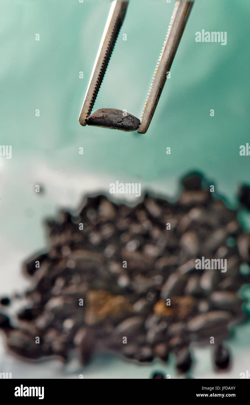 Sampling an archaeological specimen of charred seeds Stock Photo Alamy