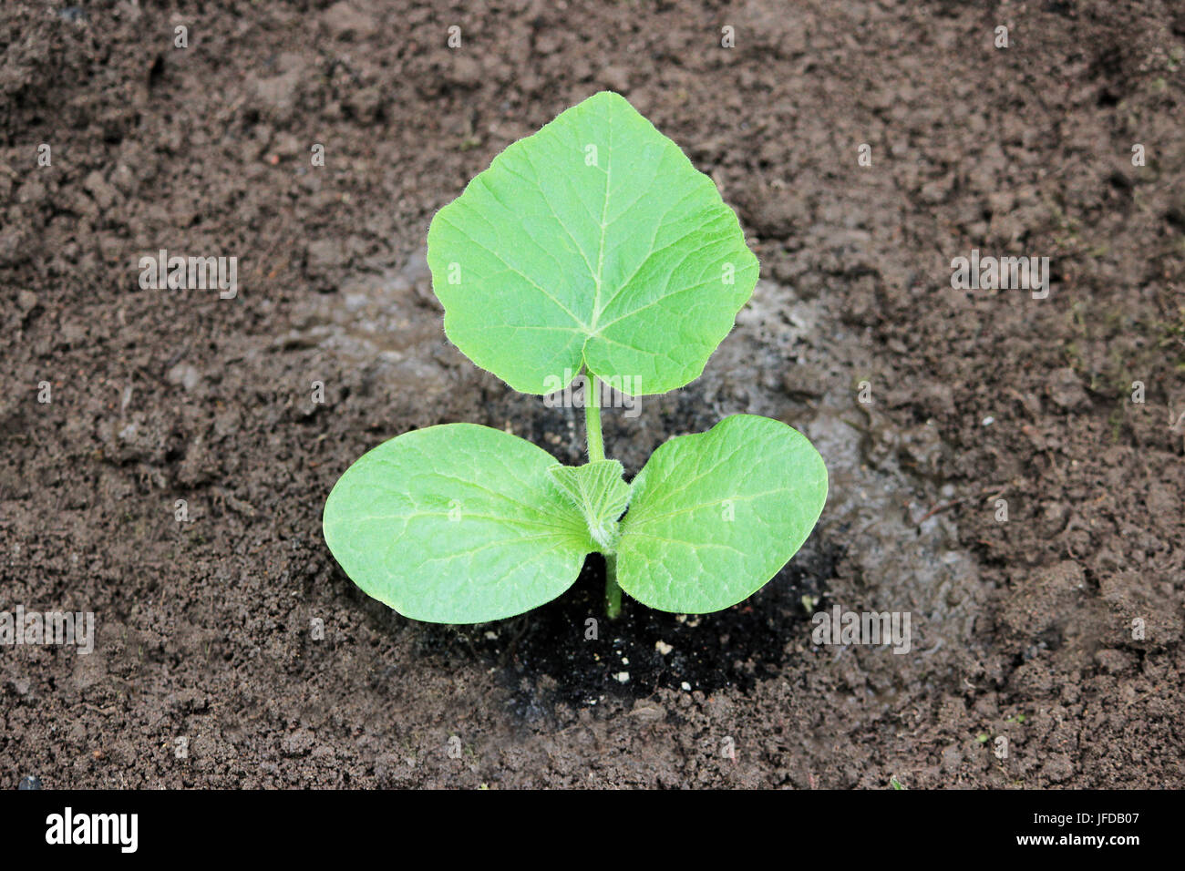A sprout of young pumpkin seedlings planted in the open ground in