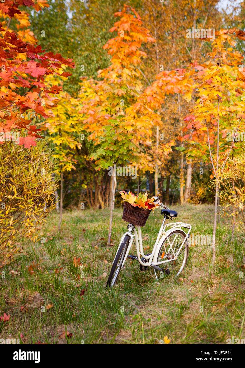 White retro style bicycle with basket with orange, yellow and green leaves, parked in the colorful fall park among trees, vertical background Stock Photo