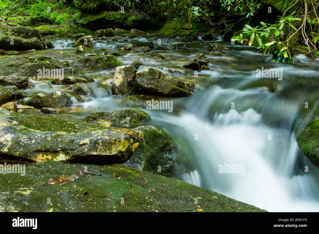 A stream flows through a pristine wilderness. Stock Photo