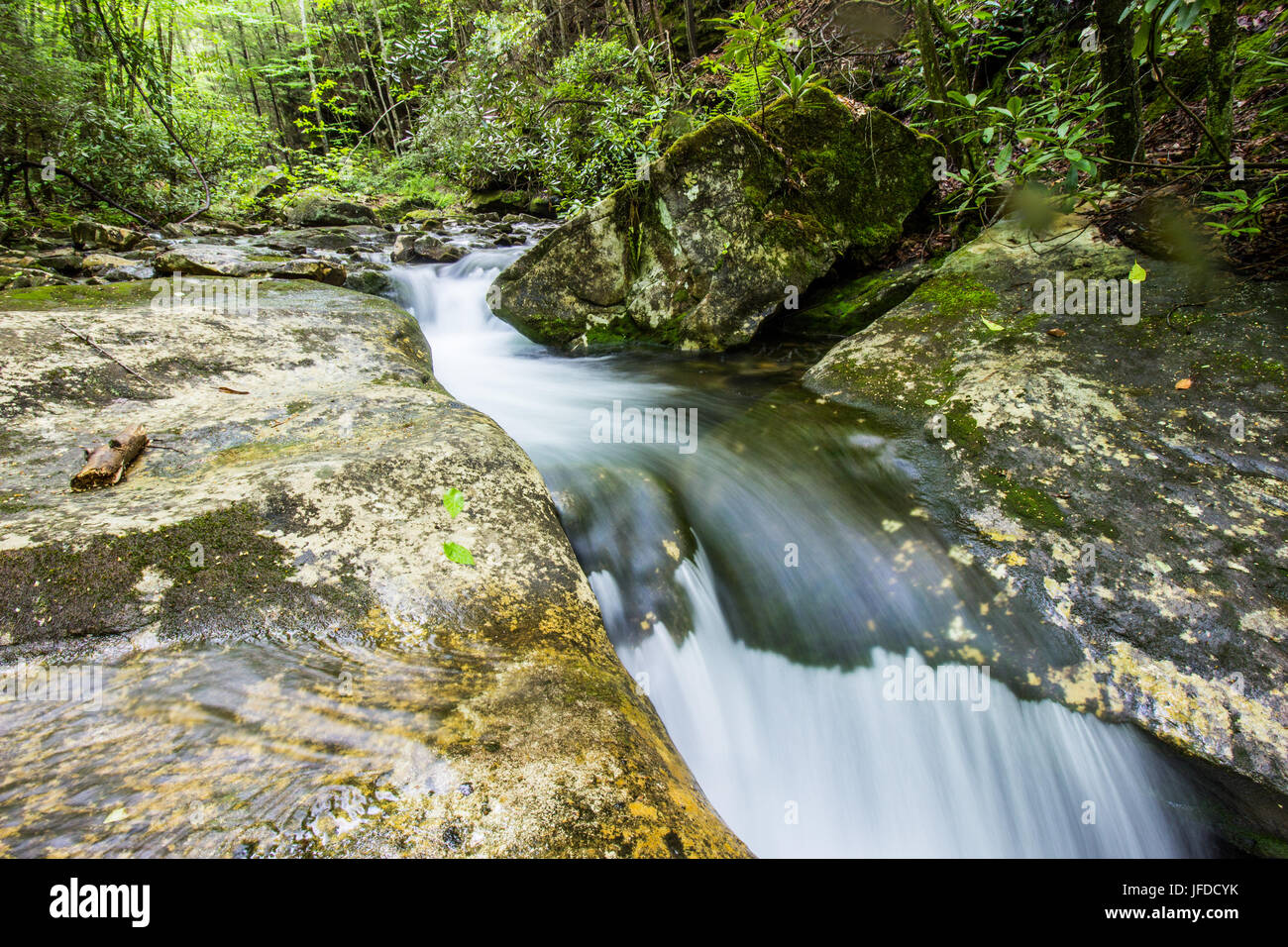 A stream carries clean, clear water through a pristine forest. Stock Photo