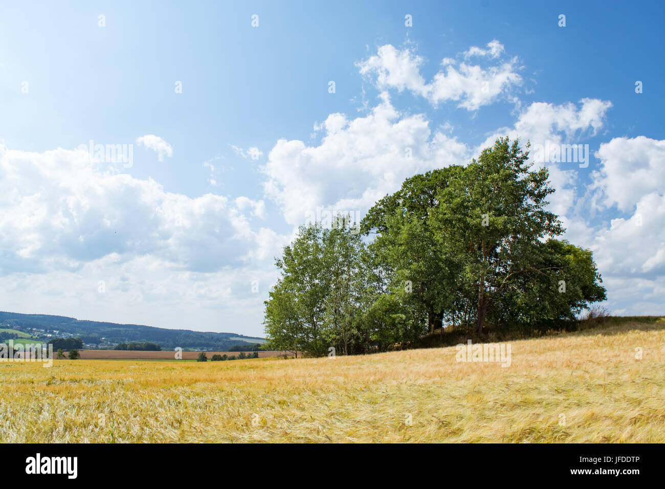 cornfield with tree in summer Stock Photo - Alamy